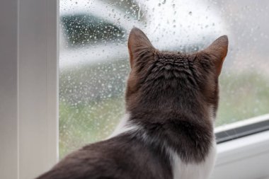 Kedi oturan ev ve sonbahar ra, pencereden bakıyor