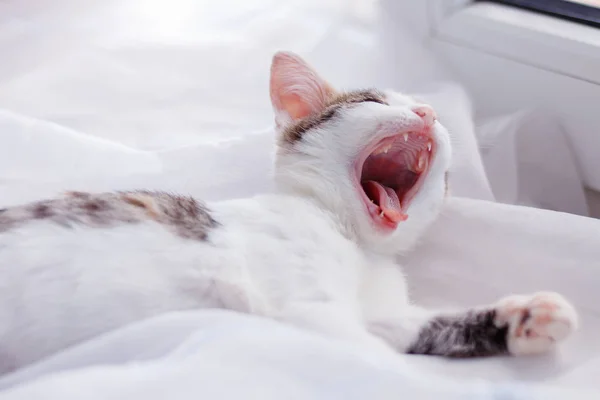 Üstünde belgili tanımlık pencere pervazına ve gapes yavru kedi bırakır