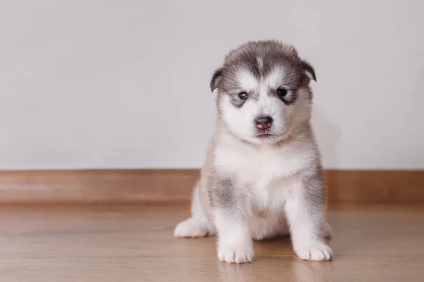 Szczeniak Alaskan Malamute Siedząc Podłodze — Zdjęcie stockowe