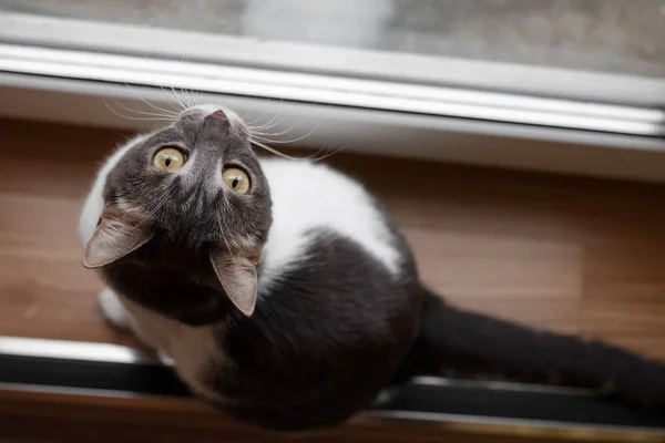 Gato Senta Chão Madeira Olhando Pela Janela Top Vie — Fotografia de Stock