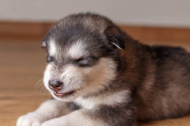 Alaskan Malamute yerde yatarken doğurmak köpek yavrusu bir