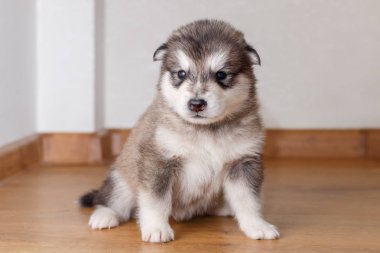 Küçük sevimli köpek doğurmak f üzerinde oturan Alaskan Malamute