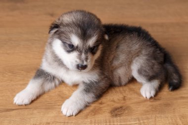 Alaskan Malamute yerde yatarken doğurmak köpek yavrusu