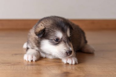 Alaskan Malamute yerde yatarken doğurmak köpek yavrusu