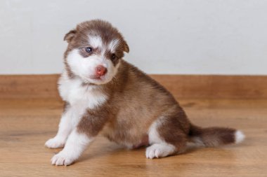 Küçük sevimli köpek doğurmak f üzerinde oturan Alaskan Malamute