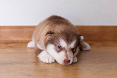 Bir küçük kırmızı köpek doğurmak yatarken Alaskan Malamute 