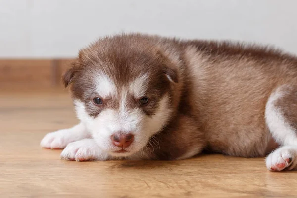 Bir küçük kırmızı köpek doğurmak yatarken Alaskan Malamute 