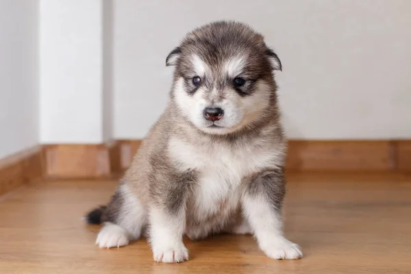 Beetje Schattige Puppy Van Alaskan Malamute Zittend Fokken — Stockfoto