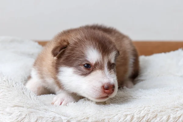 Kleine Rood Headed Puppy Van Het Ras Alaskan Malamute Liegen — Stockfoto