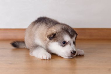 Alaskan Malamute yerde yatarken doğurmak köpek yavrusu