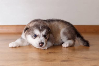Alaskan Malamute yerde yatarken doğurmak köpek yavrusu