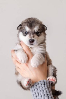 Sevimli köpek yavrusu doğurmak Alaskan Malamute bir pe elinde