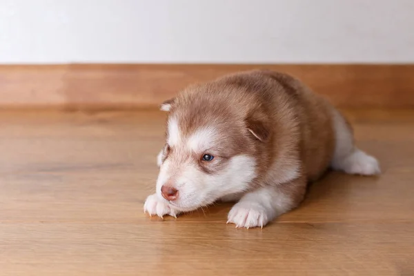 Czerwony Szczeniaka Rasy Alaskan Malamute Leżącego — Zdjęcie stockowe