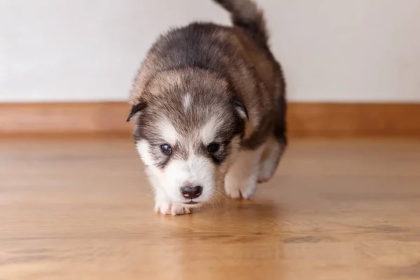 Sevimli Köpek Yavrusu Doğurmak Alaskan Malamute Gider Burnunu Çekmek — Stok fotoğraf