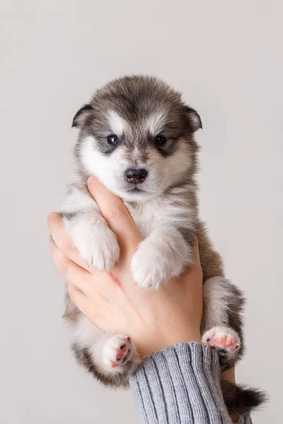 Sevimli Köpek Yavrusu Doğurmak Alaskan Malamute Bir Elinde — Stok fotoğraf