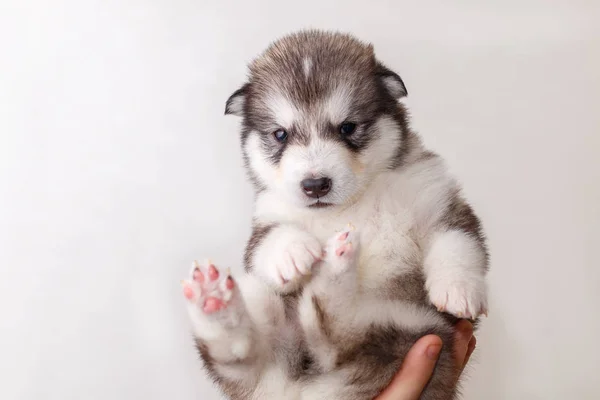 Alaszka Malamute Tenyészt Egy Kezében Kis Aranyos Kisk — Stock Fotó