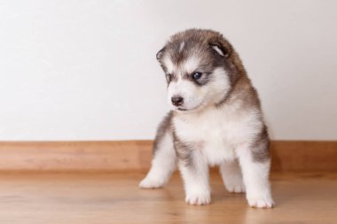 Küçük sevimli köpek doğurmak Alaskan Malamute ayakta üzerinde floo