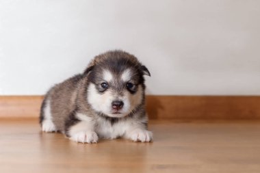 Alaskan Malamute yerde yatarken doğurmak köpek yavrusu