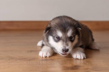 Alaskan Malamute yerde yatarken doğurmak köpek yavrusu