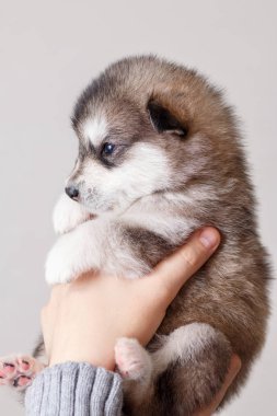 Sevimli köpek yavrusu doğurmak Alaskan Malamute bir pe elinde