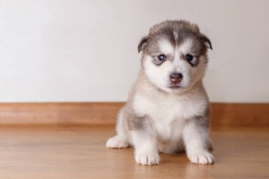 Küçük sevimli köpek doğurmak f üzerinde oturan Alaskan Malamute