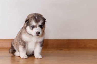 Küçük sevimli köpek doğurmak f üzerinde oturan Alaskan Malamute