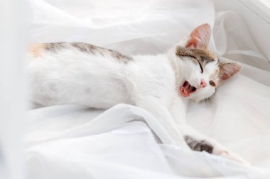 Parlak beyaz tül ve esneme pencere kenarında yatarken şirin yavru kedi
