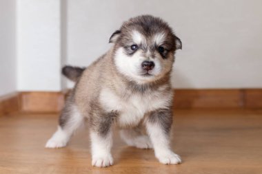 Küçük sevimli köpek doğurmak Alaskan Malamute ayakta üzerinde floo