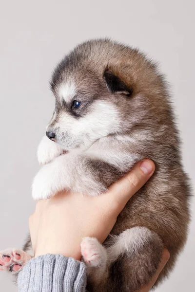 Małe Słodkie Szczeniak Rasy Alaskan Malamute Rękach — Zdjęcie stockowe