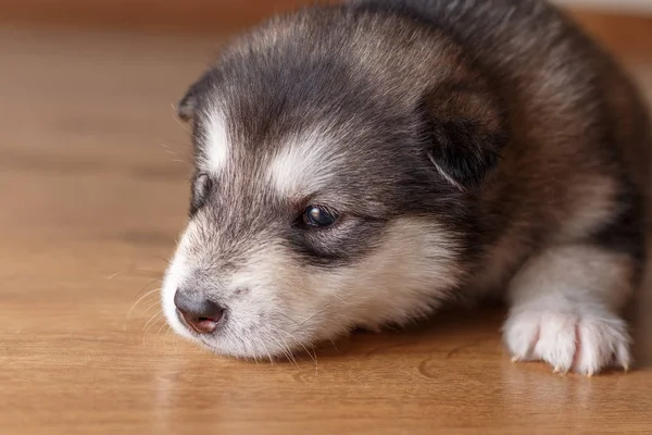 床に横たわってアラスカン マラミュート犬種の子犬 — ストック写真