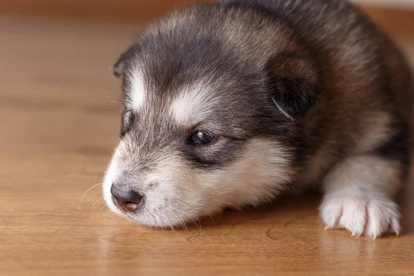 Mały Szczeniak Rasy Alaskan Malamute Leżącego Podłodze — Zdjęcie stockowe