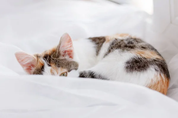 Gatinho Bonito Deitado Peitoril Janela Tule Branco Brilhante Enrolada — Fotografia de Stock