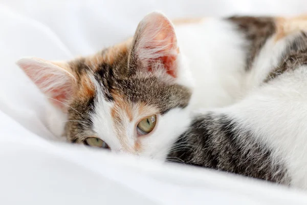 Niedliches Kätzchen Auf Der Fensterbank Liegend Auf Einem Strahlend Weißen — Stockfoto