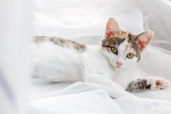 Niedliches Kätzchen Liegt Auf Der Fensterbank Auf Einem Strahlend Weißen — Stockfoto