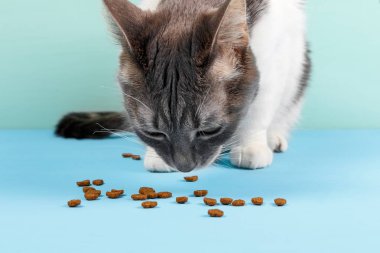 Bir kalp şeklinde kedi maması