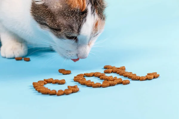 Dünya kedi kedi maması kalp şeklinde yazılır. Kedi kuru mama yiyor.