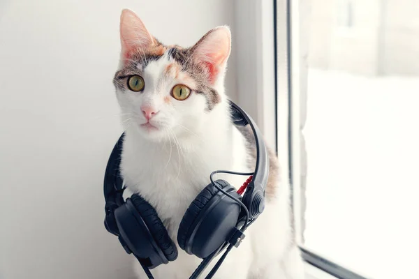 Bir kedi ile pencere pervazı kulaklıktan