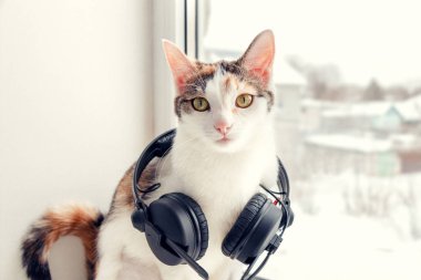 Bir kedi ile pencere pervazı kulaklıktan