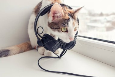 Bir kedi ile pencere pervazı kulaklıktan