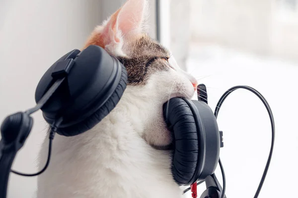 Pencere kenarında kulaklık kemiren kedi