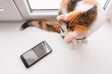 Pencere kenarında oturan ve smartp seyir üç renkli kedi