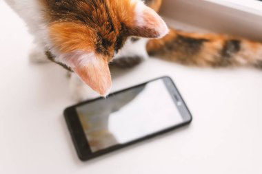 Pencere kenarında oturan ve smartp seyir üç renkli kedi