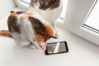 İki kedi kenarında oturup ve onlardan biri scre görünüyor