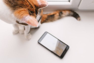 Pencere kenarında oturan ve smartp seyir üç renkli kedi