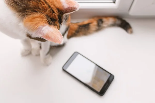 Pencere kenarında oturan ve smartp seyir üç renkli kedi