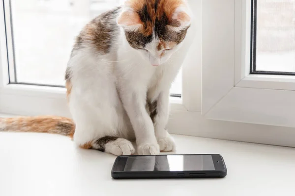 Yavru kedi bir pencere üzerinde oturur ve akıllı ekranında görünüyor