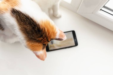 Pencere kenarında oturan ve smartp seyir üç renkli kedi