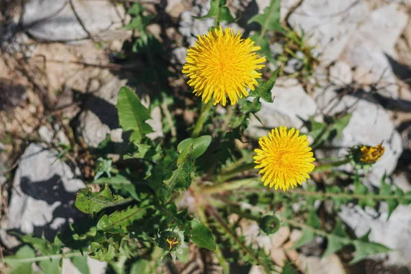 Yellow Blooming Dandelions Green Leaf Background Sunny — Stock Photo, Image