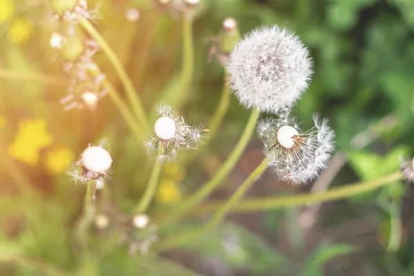 White Fluffy Dandelion Green Grass Sunset — Stock Photo, Image
