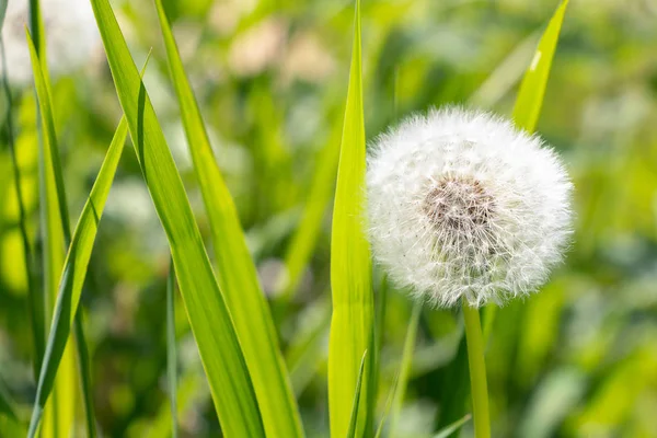 Белый Пушистый Одуванчик Зеленой Траве — стоковое фото